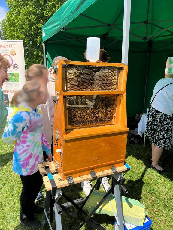People looking at observation hive
