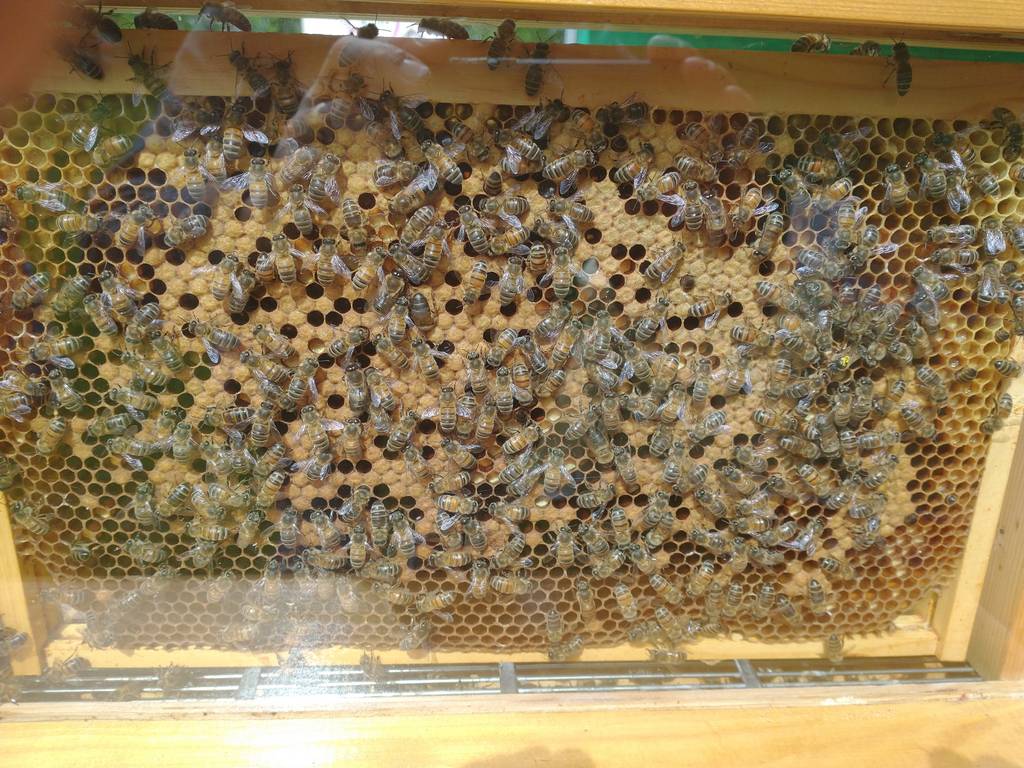 Close up of observation hive