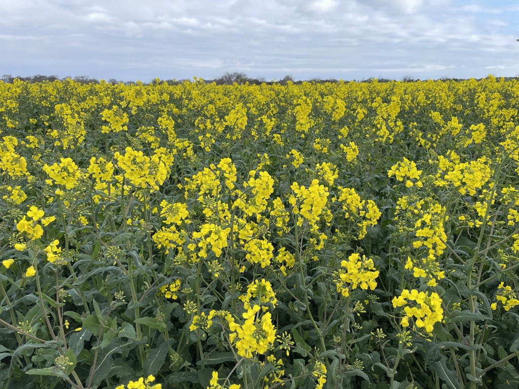 Field of oil seed rape