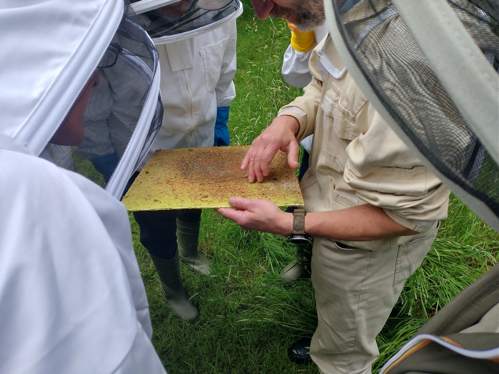 checking for varroa drop
